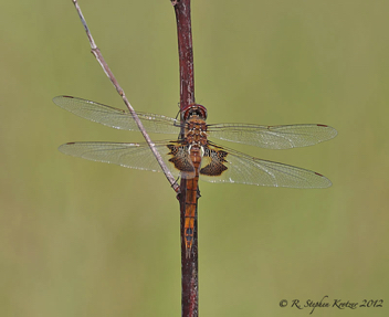 Tramea onusta, female